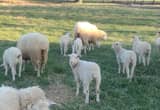 East Friesan Sheep Dairy/ meat/ wool lambs