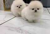 Awesome Pomeranian puppies available