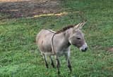 Miniature Jack Donkey PRICED REDUCED