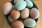 Farm Fresh Eggs (Duck & Chicken)