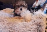 for sale party color female Yorkie puppy
