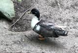 male call duck