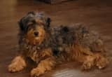 Urgent Rehoming Needed -- Aussiedoodle