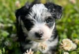 Maltese/ Terrier Puppies for Sale