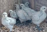 6 lavender orpington hen chicks. Grims