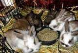 rabbits and bunnies for sale