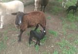 Yearling ewe with a baby