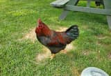 Rooster (Young)