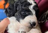 'Lily' Mini Poodle Girl