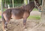 Appaloosa pony, 7 yr 12.2 hh